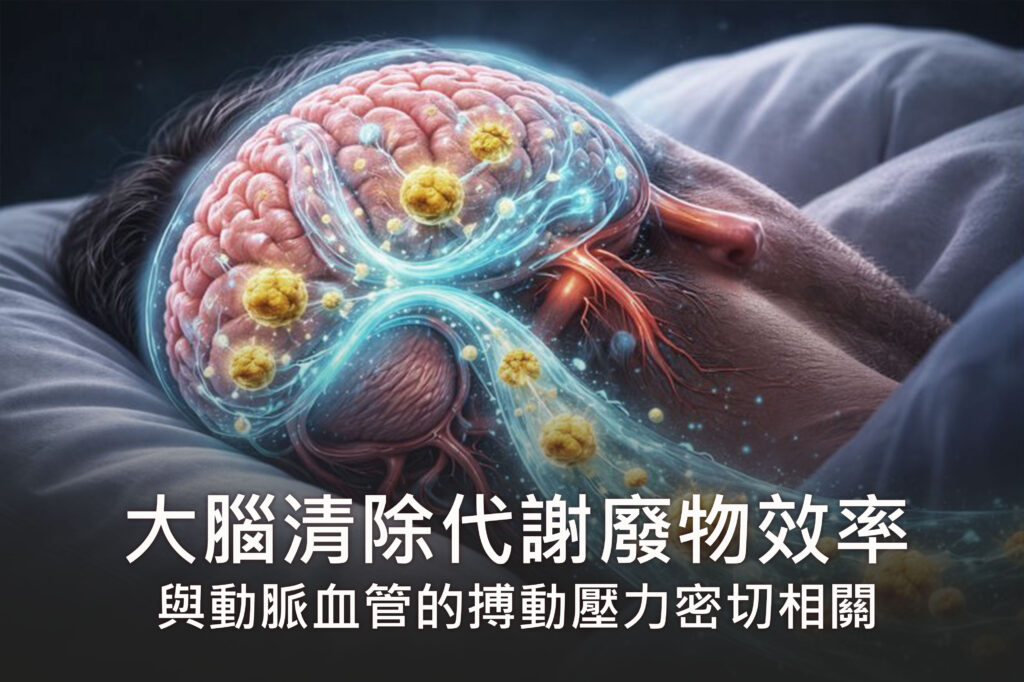心血管與大腦關係